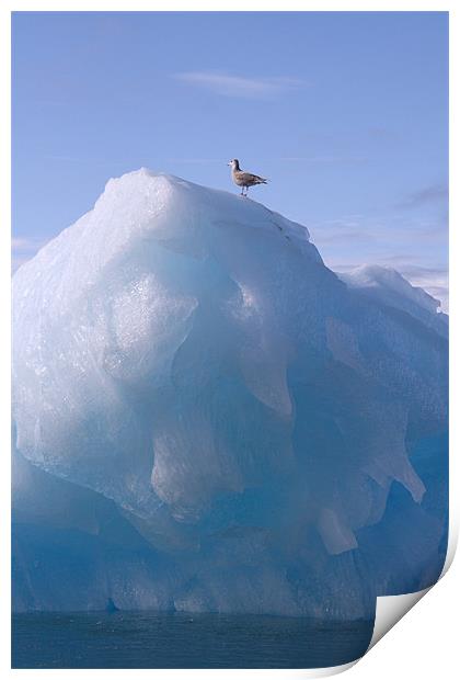Skua on a Glacier Print by Gail Johnson