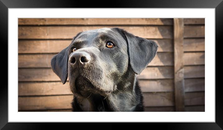 Harry - Black Labrador Framed Mounted Print by Simon Wrigglesworth
