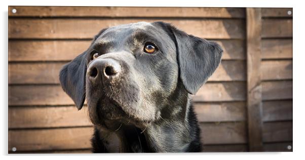 Harry - Black Labrador Acrylic by Simon Wrigglesworth