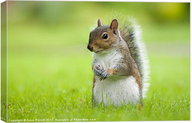 Squirrel Portrait Canvas Print by Daves Photography