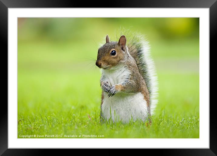 Squirrel Portrait Framed Mounted Print by Daves Photography
