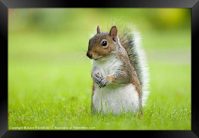 Squirrel Portrait Framed Print by Daves Photography