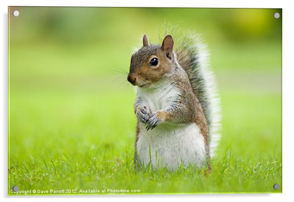 Squirrel Portrait Acrylic by Daves Photography