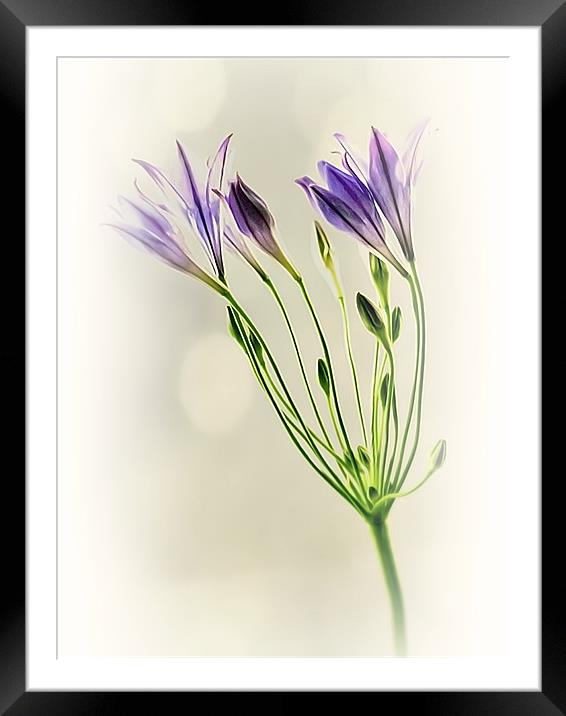 Californian Bluebell Framed Mounted Print by Aj’s Images