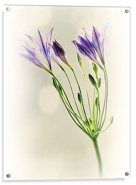 Californian Bluebell Acrylic by Aj’s Images