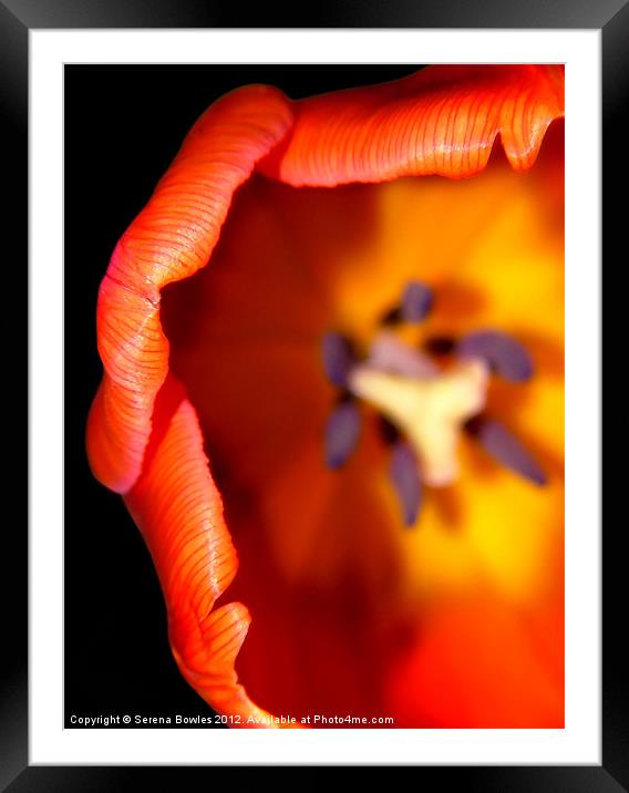 Delicate Orange Tulip Framed Mounted Print by Serena Bowles