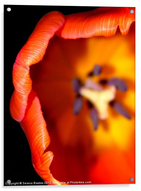 Delicate Orange Tulip Acrylic by Serena Bowles