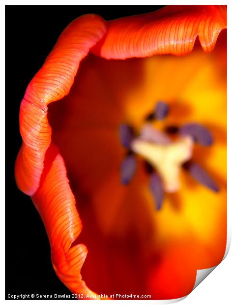 Delicate Orange Tulip Print by Serena Bowles