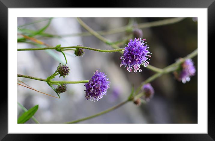 Purple rain Framed Mounted Print by barbara walsh