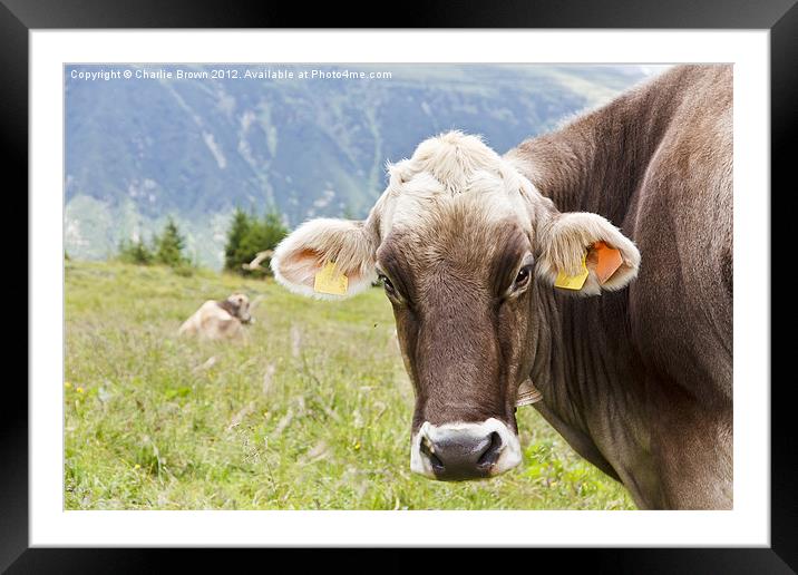Mountain Cows Framed Mounted Print by Ankor Light