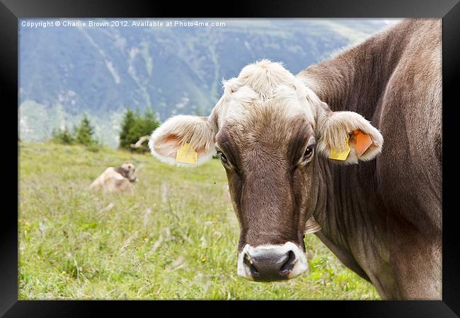Mountain Cows Framed Print by Ankor Light