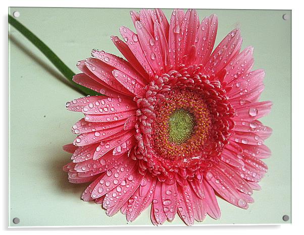 pink gerber Acrylic by elvira ladocki
