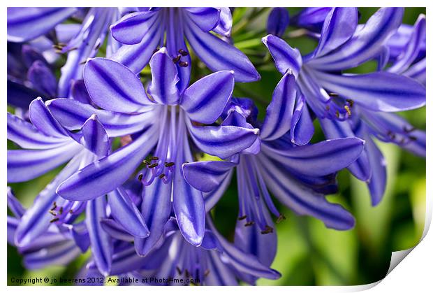 agapanthus Print by Jo Beerens