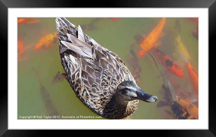 A peaceful swim Framed Mounted Print by Rob Taylor