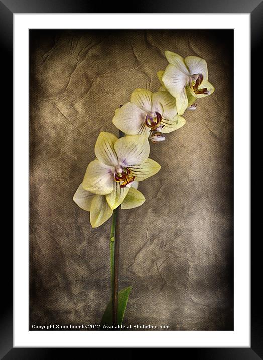 DELICATE Framed Mounted Print by Rob Toombs