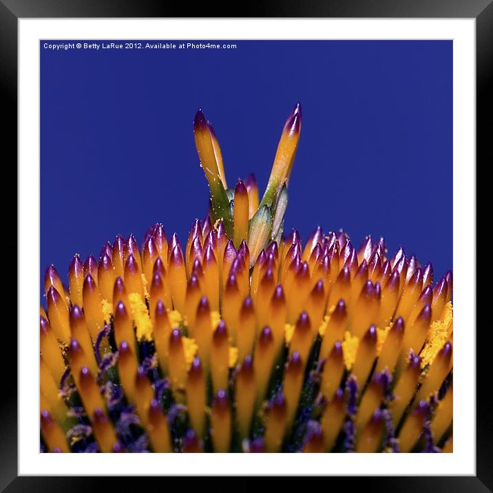 The Cone of a Coneflower Framed Mounted Print by Betty LaRue