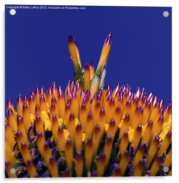 The Cone of a Coneflower Acrylic by Betty LaRue