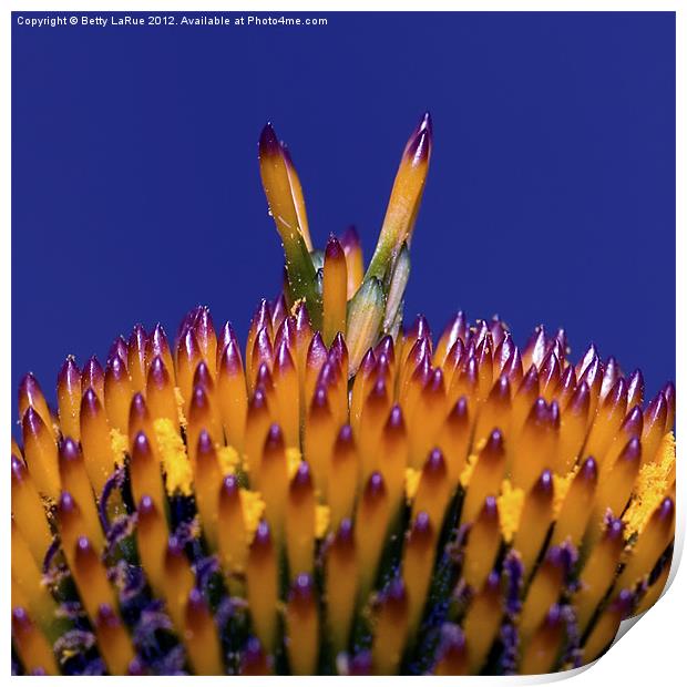The Cone of a Coneflower Print by Betty LaRue