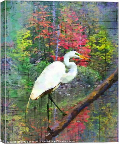 Great Egret Canvas Print by Betty LaRue