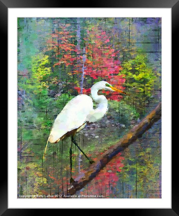 Great Egret Framed Mounted Print by Betty LaRue