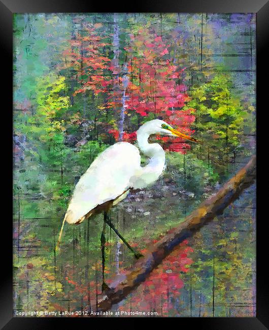 Great Egret Framed Print by Betty LaRue