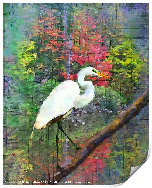 Great Egret Print by Betty LaRue