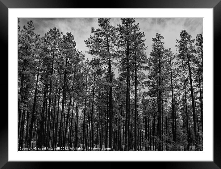 Forest Trees Framed Mounted Print by Isabel Antonelli