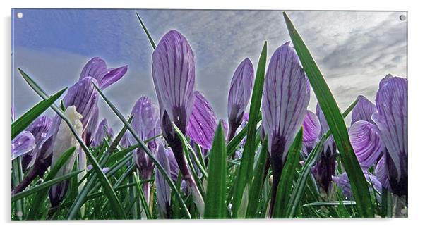 Purple Crocuses Acrylic by Noreen Linale