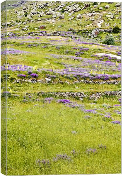 Pastures lavender primroses and lava rock Canvas Print by Arfabita  