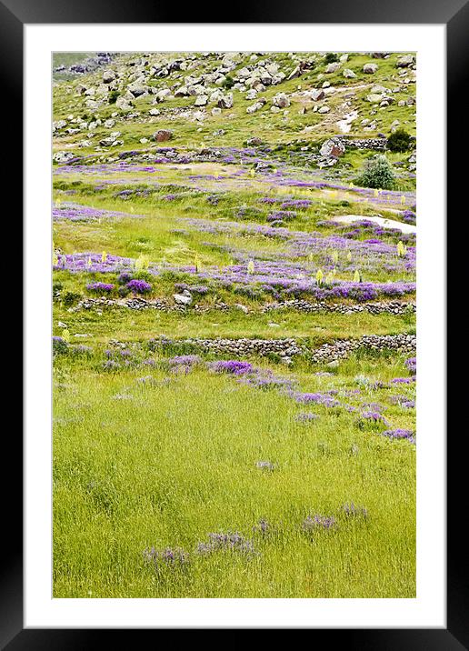 Pastures lavender primroses and lava rock Framed Mounted Print by Arfabita  