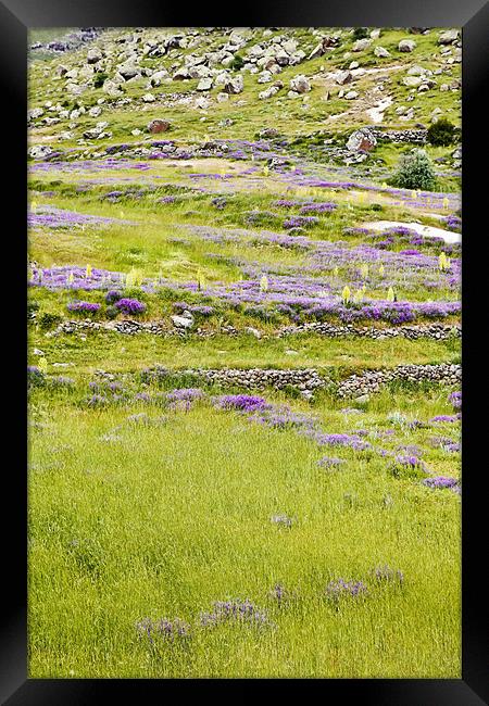 Pastures lavender primroses and lava rock Framed Print by Arfabita  