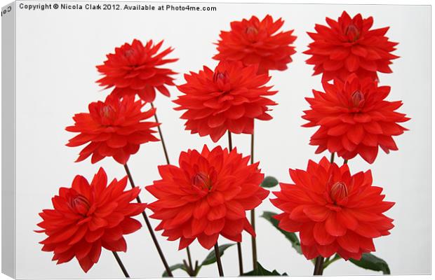 Red Chrysanths Canvas Print by Nicola Clark