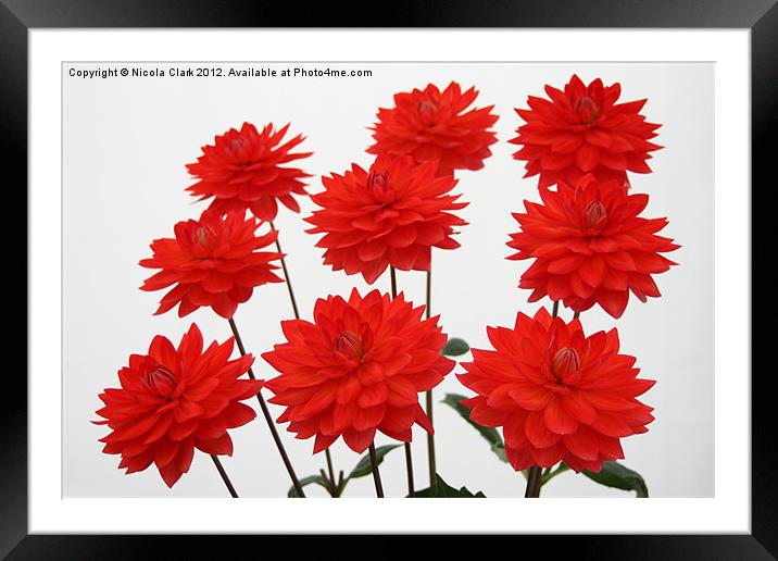 Red Chrysanths Framed Mounted Print by Nicola Clark