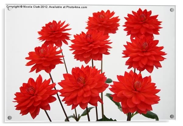 Red Chrysanths Acrylic by Nicola Clark