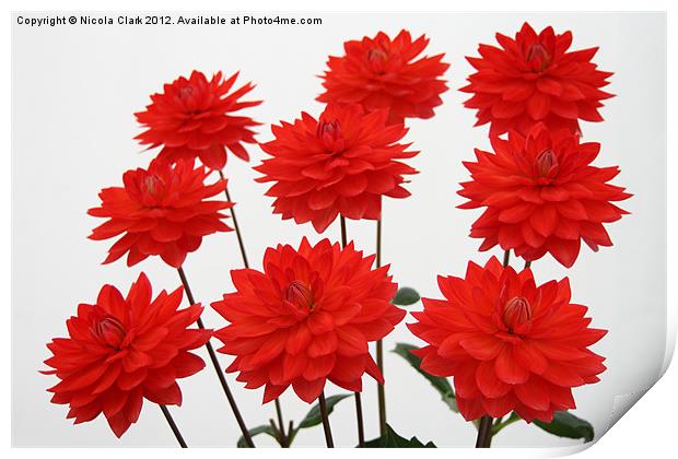 Red Chrysanths Print by Nicola Clark