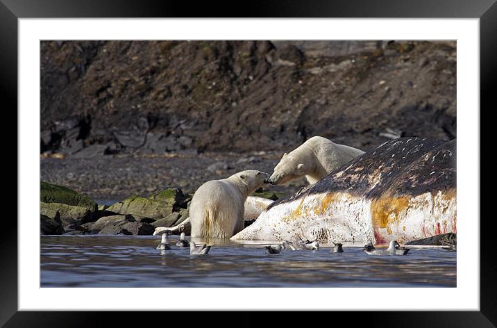 Polar Bears Framed Mounted Print by Gail Johnson