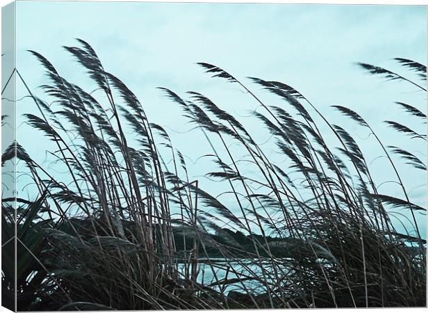 When The Wind Blows Canvas Print by Noreen Linale