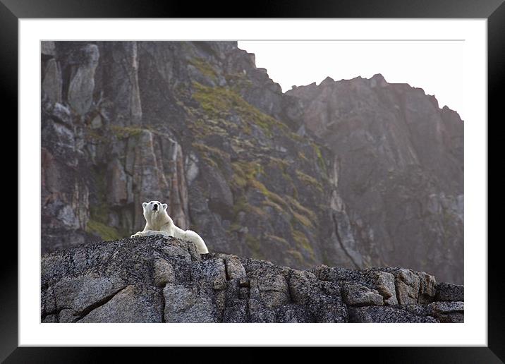 Polar Bear on rocks Framed Mounted Print by Gail Johnson