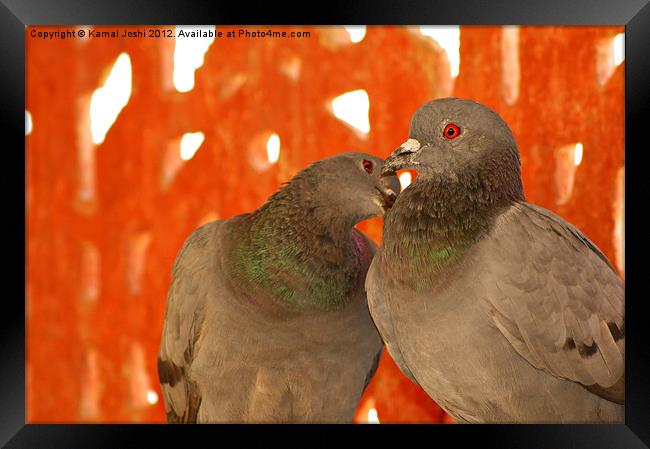 wild pigeons Framed Print by Kamal Joshi