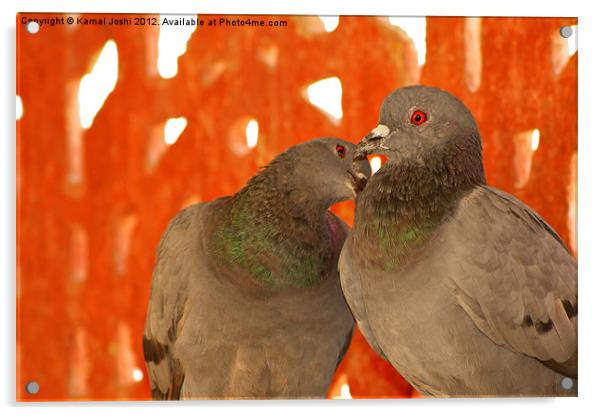 wild pigeons Acrylic by Kamal Joshi