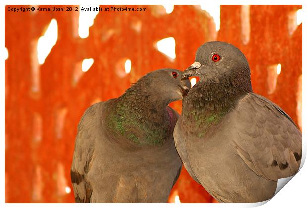 wild pigeons Print by Kamal Joshi