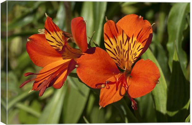 Peruvian Lily Elegance Canvas Print by Oliver Porter