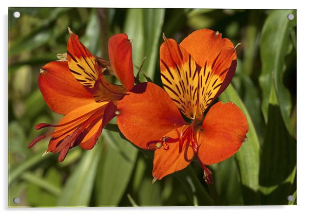 Peruvian Lily Elegance Acrylic by Oliver Porter
