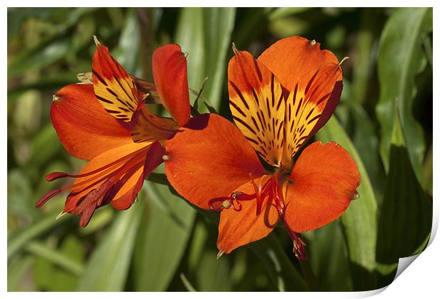 Peruvian Lily Elegance Print by Oliver Porter
