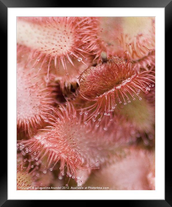 Drosera Sundew Carnivorous Plant Framed Mounted Print by Jacqueline Love