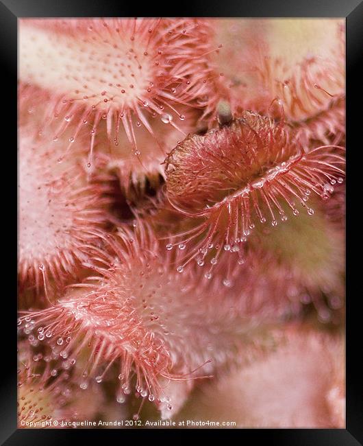 Drosera Sundew Carnivorous Plant Framed Print by Jacqueline Love
