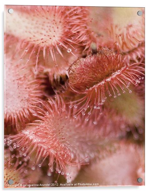 Drosera Sundew Carnivorous Plant Acrylic by Jacqueline Love