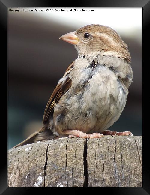A Curios Sparrow Framed Print by Sam Pattison