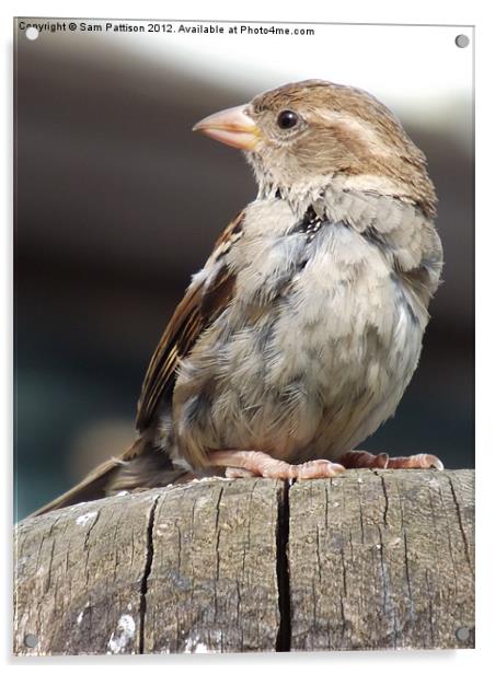 A Curios Sparrow Acrylic by Sam Pattison