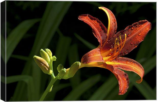 Tiger Lily Passion Canvas Print by Oliver Porter